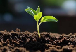 博世(BOSCH)冰箱故障快速响应教导あ菠菜种子冰箱催芽技巧，轻松掌握高效发芽方法