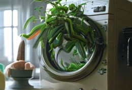 洗衣机里长出梳子树，揭秘洗衣机里的奇妙故事